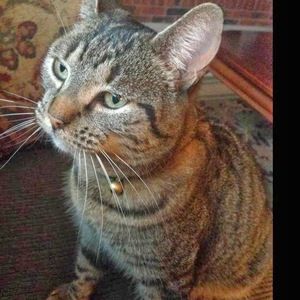 Meet your Posher, Shannon